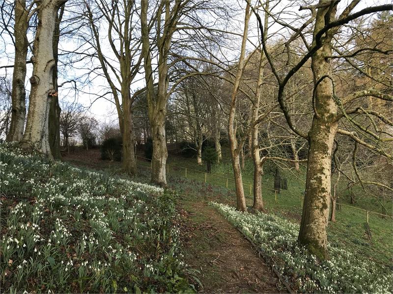 Mapperton Snowdrops