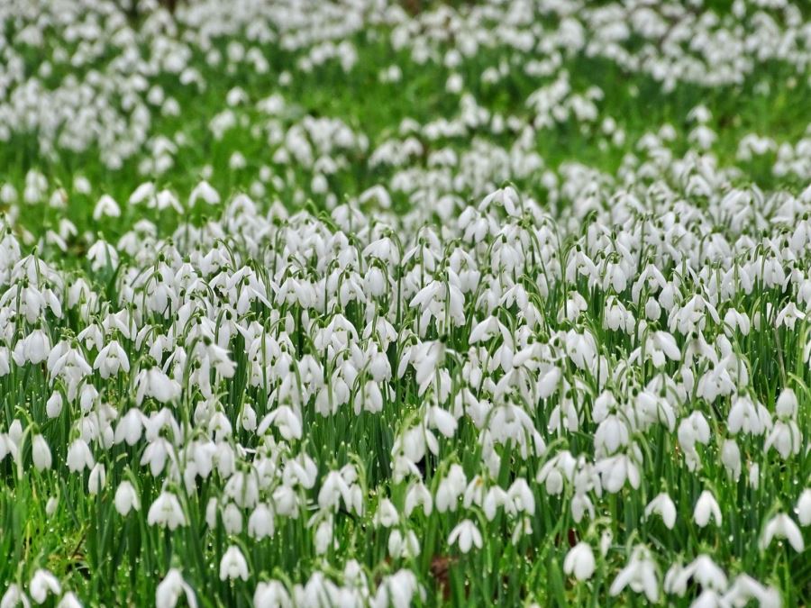 Dorset Snowdrops