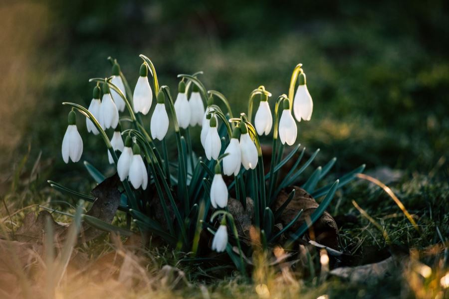 Snowdrops Trail